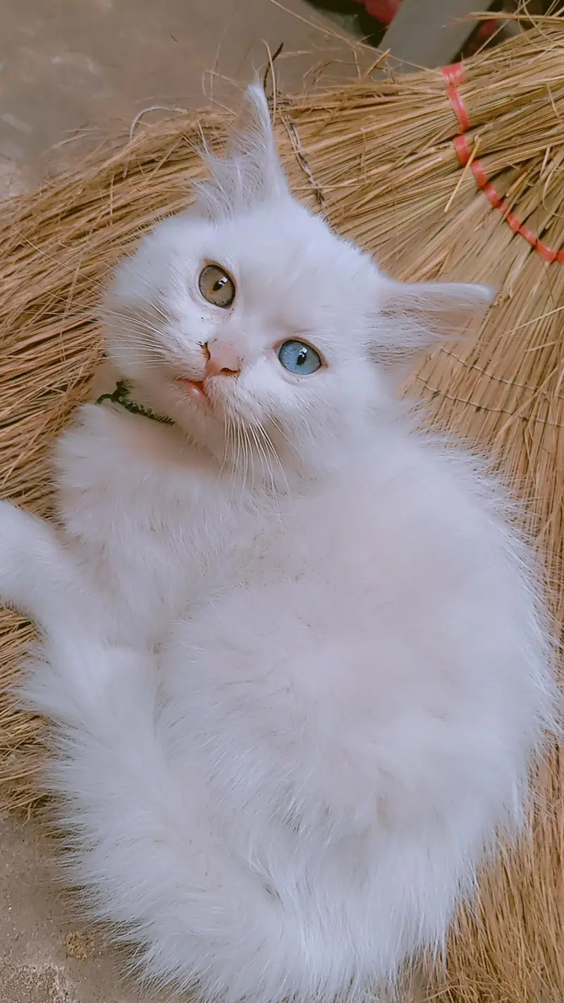 9000 odd eyes double coated kitten — photo 7