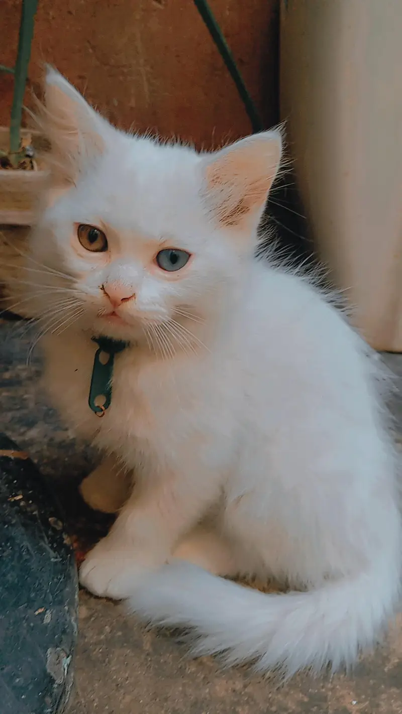 9000 odd eyes double coated kitten — photo 8