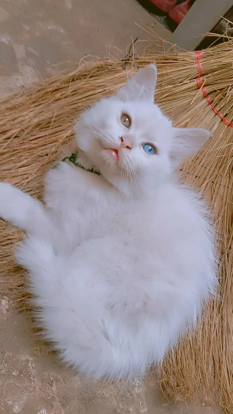 9000 odd eyes double coated kitten — photo 9