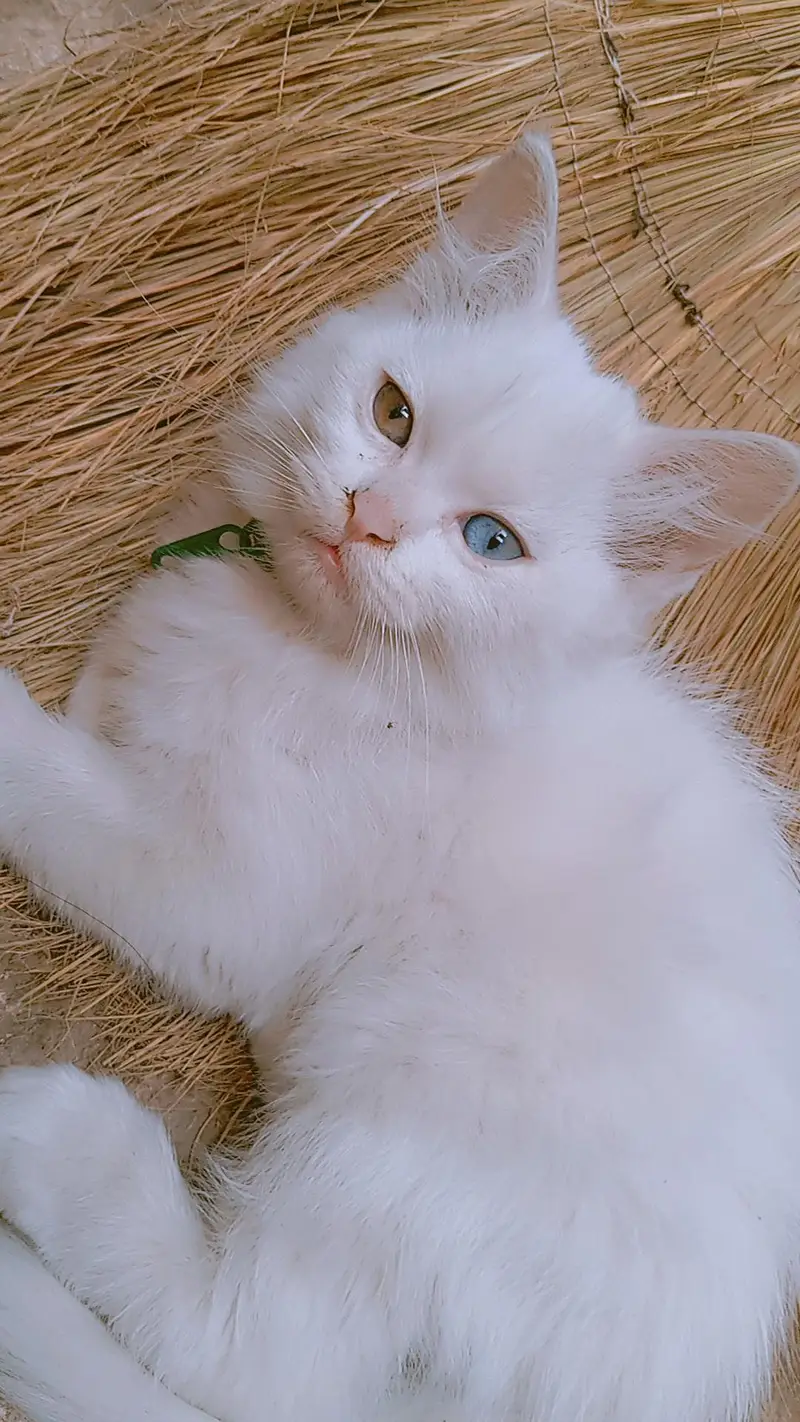 9000 odd eyes double coated kitten — photo 10