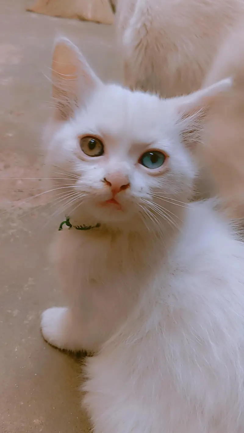 9000 odd eyes double coated kitten — photo 11