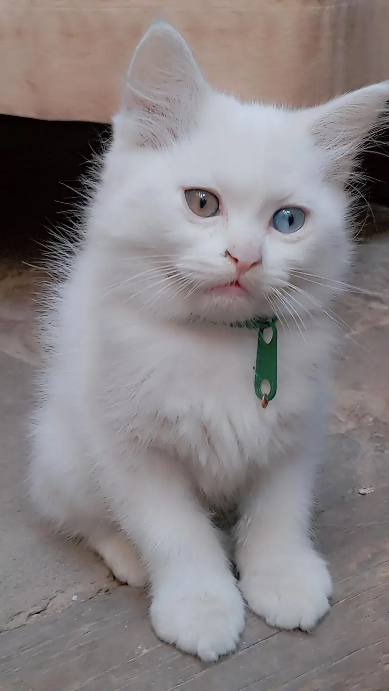 9000 odd eyes double coated kitten — photo 12