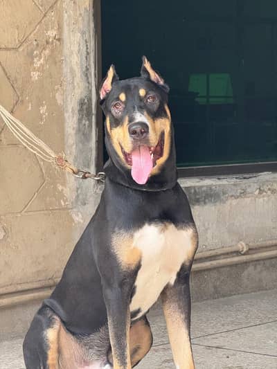 Rottweiler Doberman Crossbreed Dog for Sale | 10 Months | Fully Vaccin