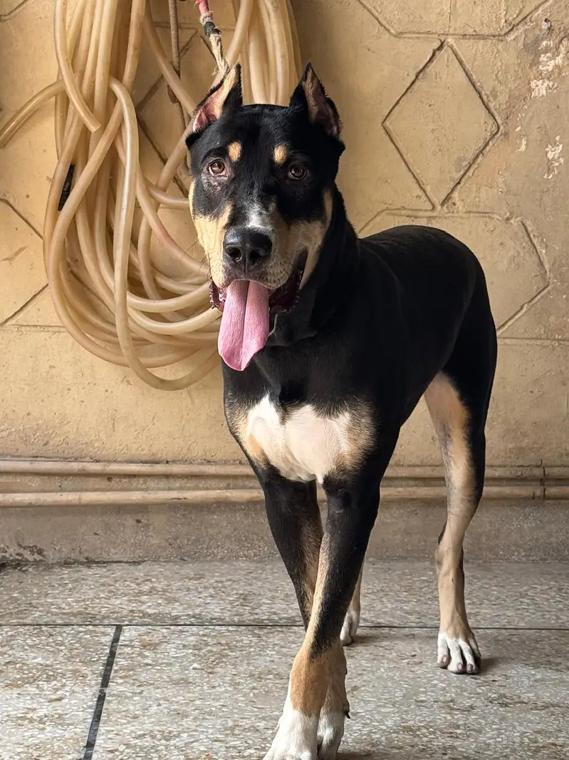 Rottweiler Doberman Crossbreed Dog for Sale | 10 Months | Fully Vaccin — photo 3