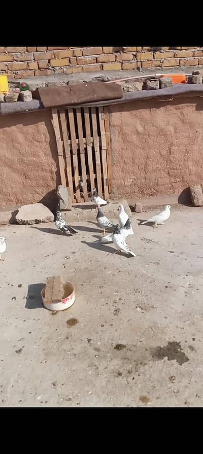 7 perwazi kabter for sale 03405965839 contact