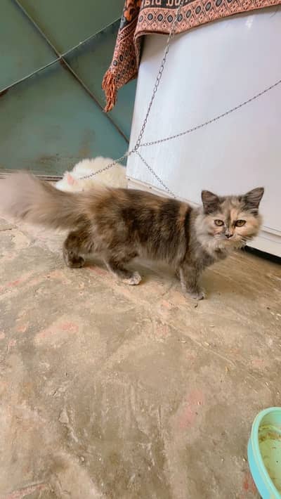 cat for sale