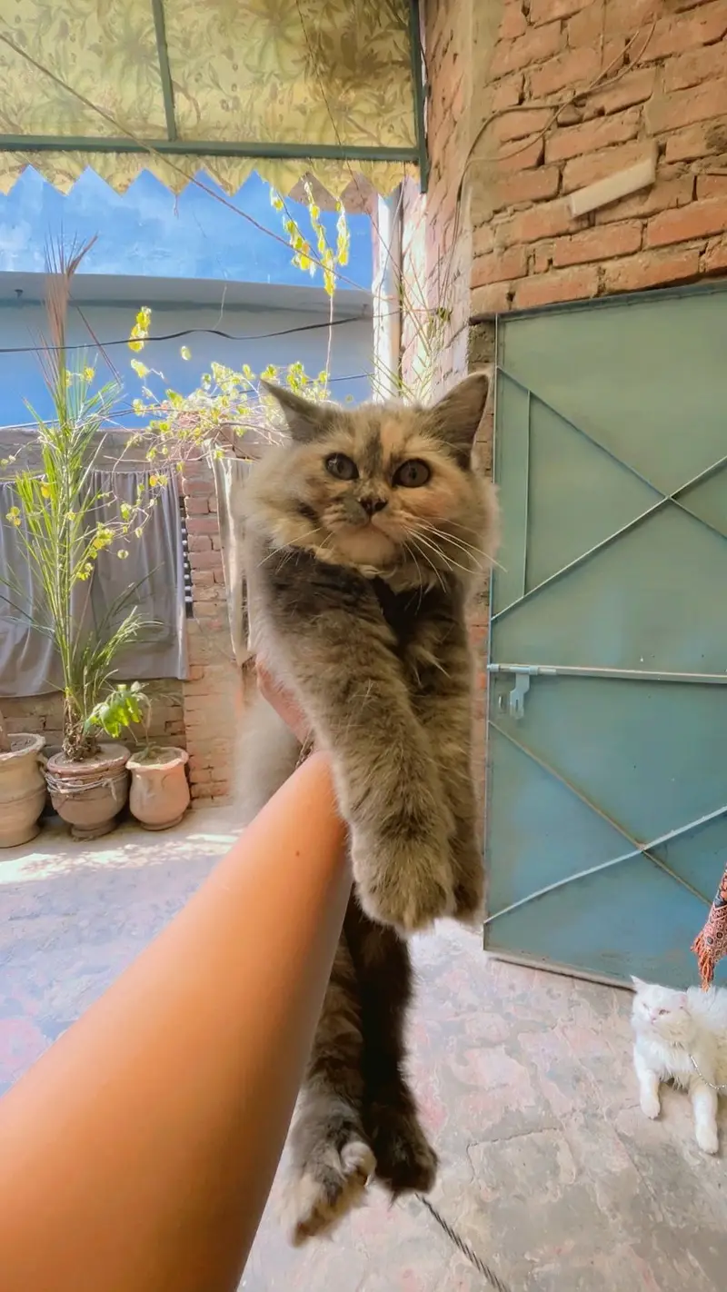 cat for sale — photo 2