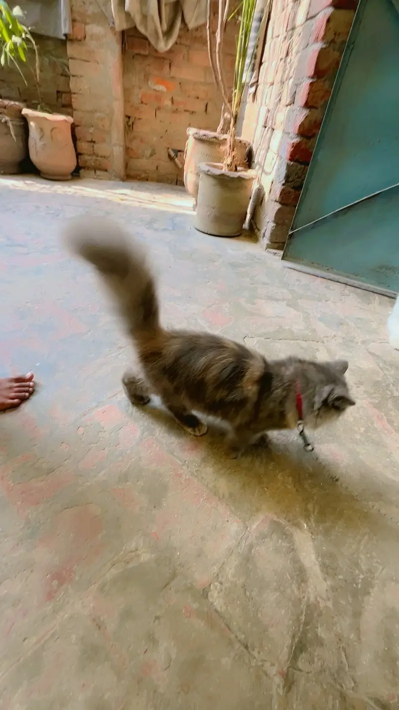 cat for sale — photo 3