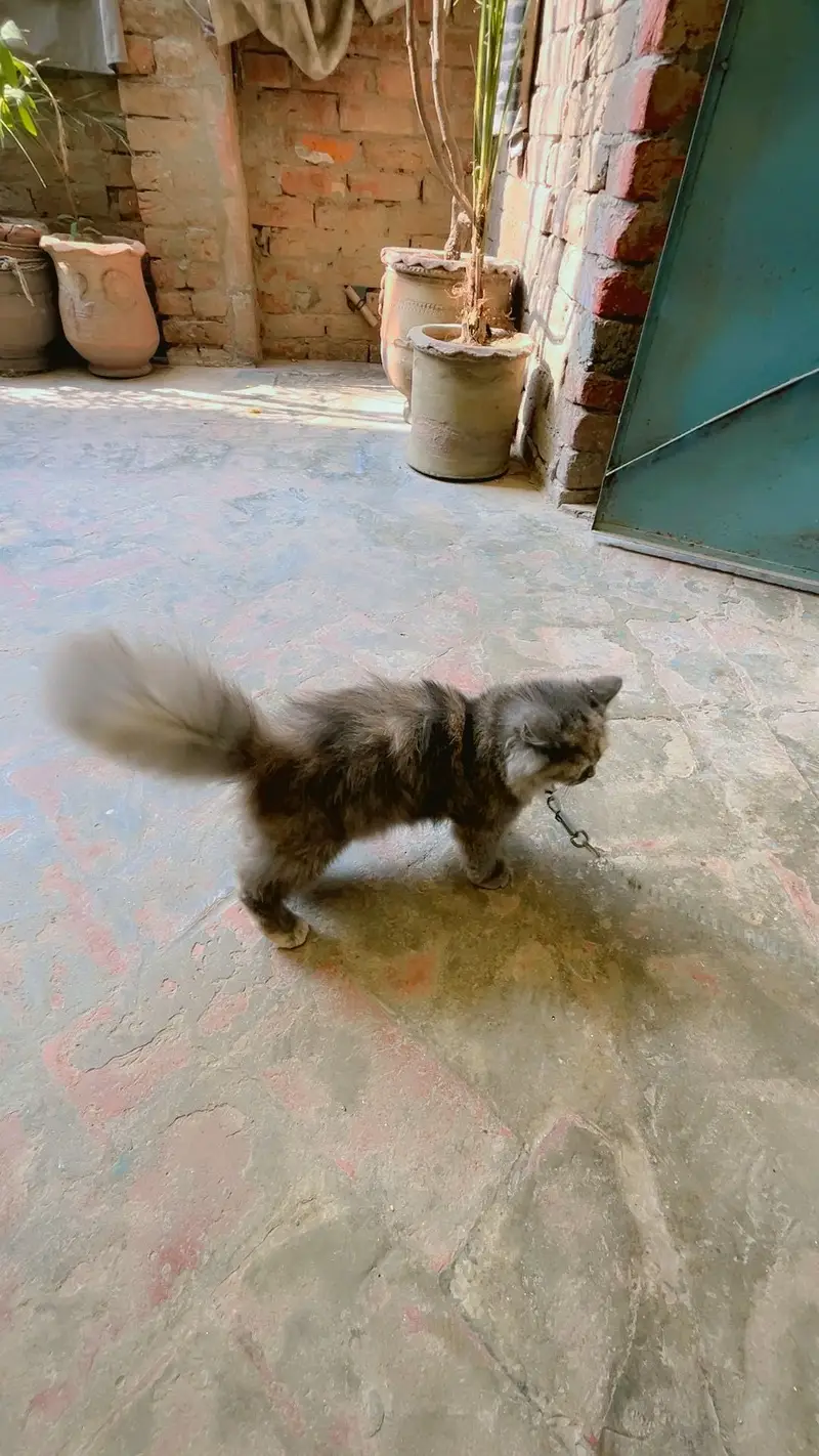 cat for sale — photo 4