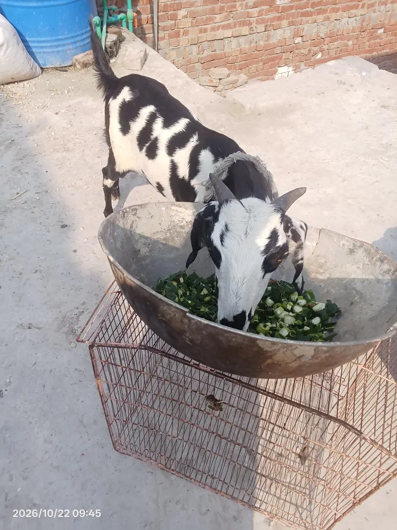 tedy ghaban path — photo 8