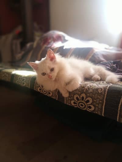 Persian Male kitten triple coated