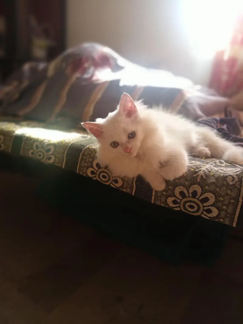 Persian Male kitten triple coated — photo 4