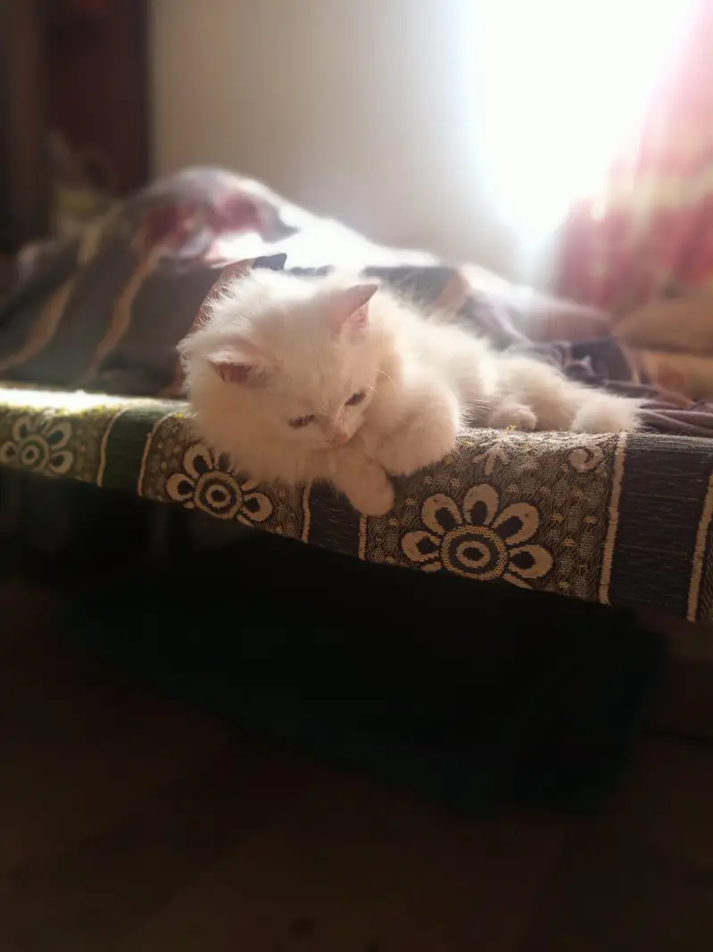 Persian Male kitten triple coated — photo 5