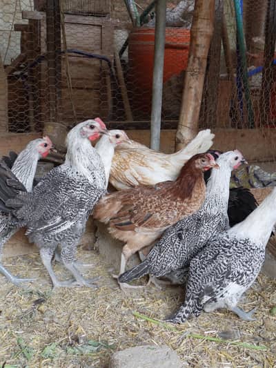 Golden Misri Desi hens | Egyptian fyoumi Hens | pathian murgia