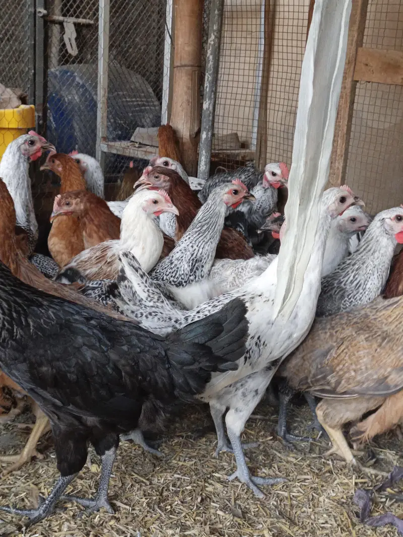 Golden Misri Desi hens | Egyptian fyoumi Hens | pathian murgia — photo 2