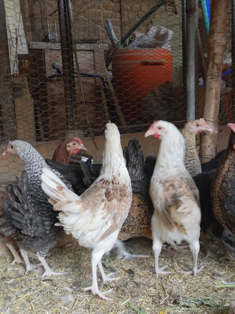 Golden Misri Desi hens | Egyptian fyoumi Hens | pathian murgia — photo 3
