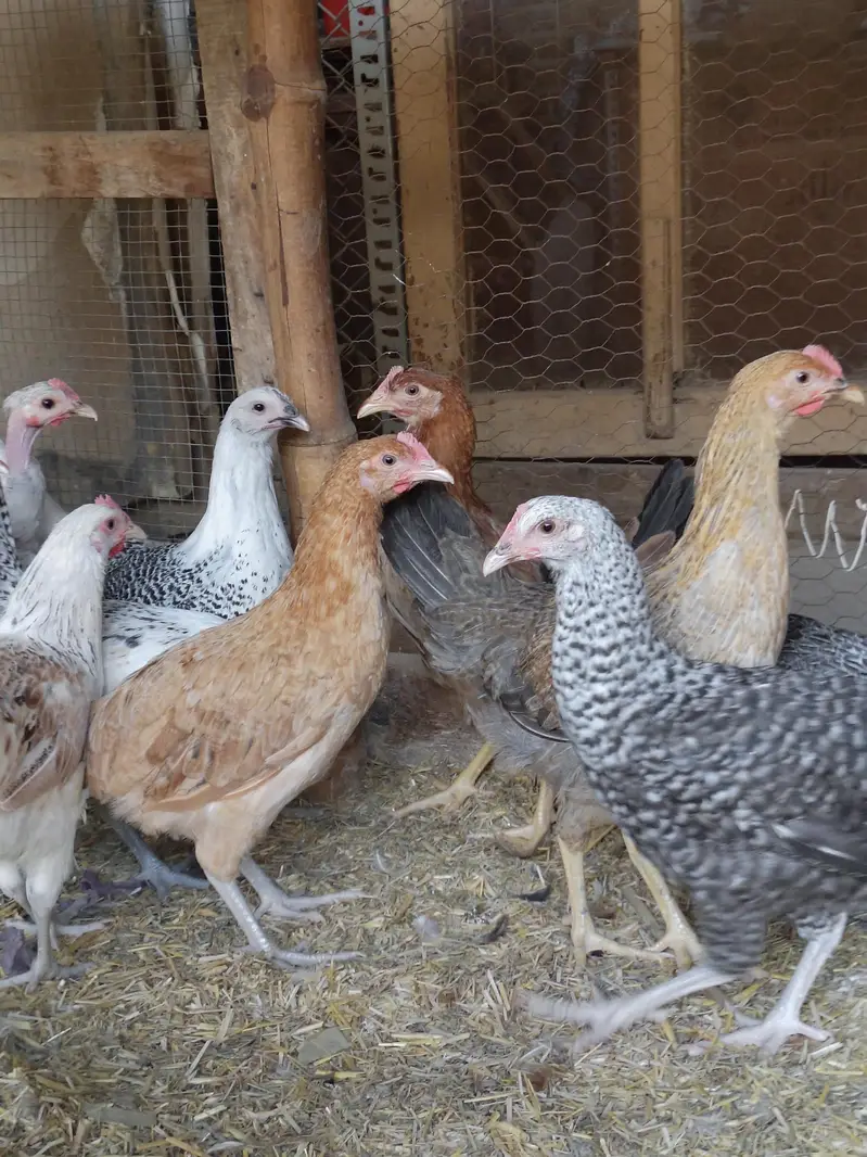 Golden Misri Desi hens | Egyptian fyoumi Hens | pathian murgia — photo 4