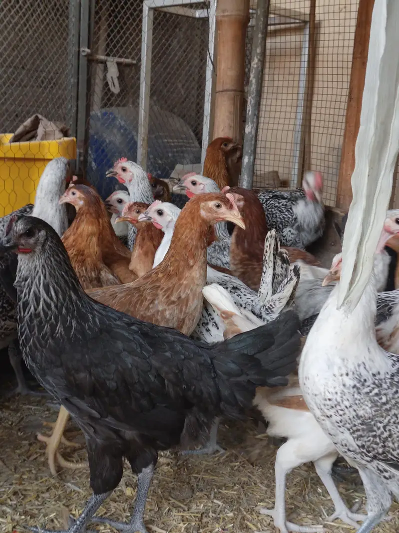 Golden Misri Desi hens | Egyptian fyoumi Hens | pathian murgia — photo 5