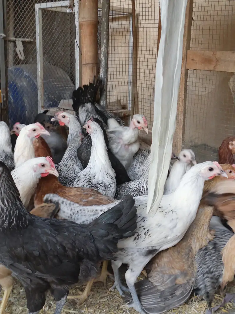 Golden Misri Desi hens | Egyptian fyoumi Hens | pathian murgia — photo 6