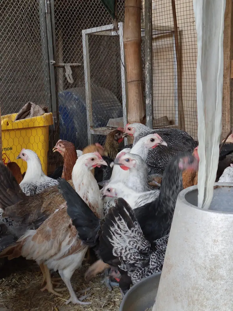 Golden Misri Desi hens | Egyptian fyoumi Hens | pathian murgia — photo 7