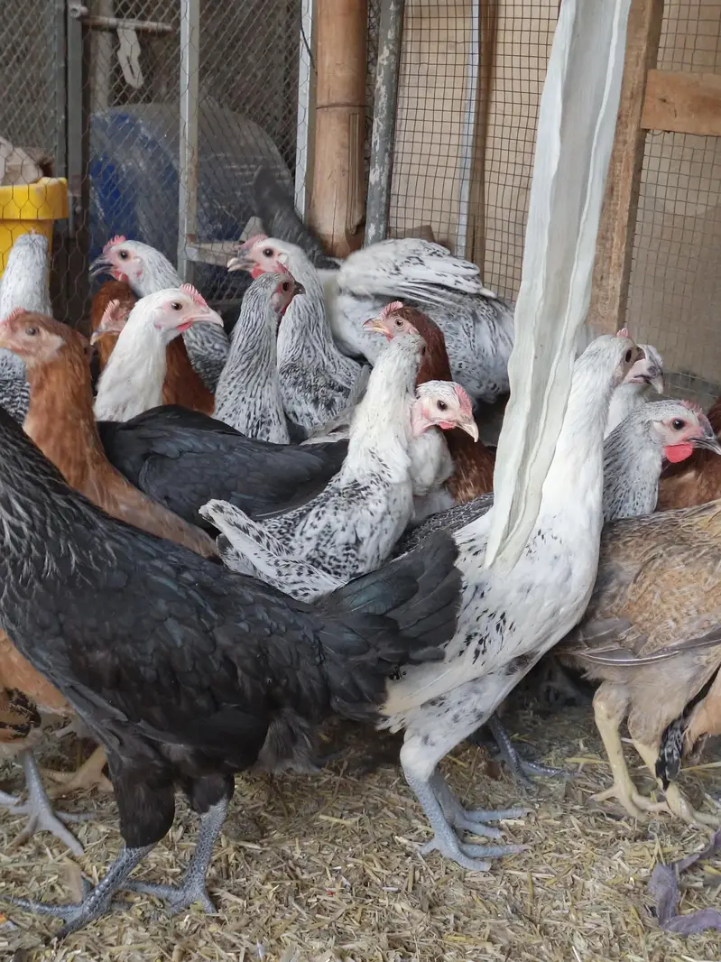Golden Misri Desi hens | Egyptian fyoumi Hens | pathian murgia — photo 8