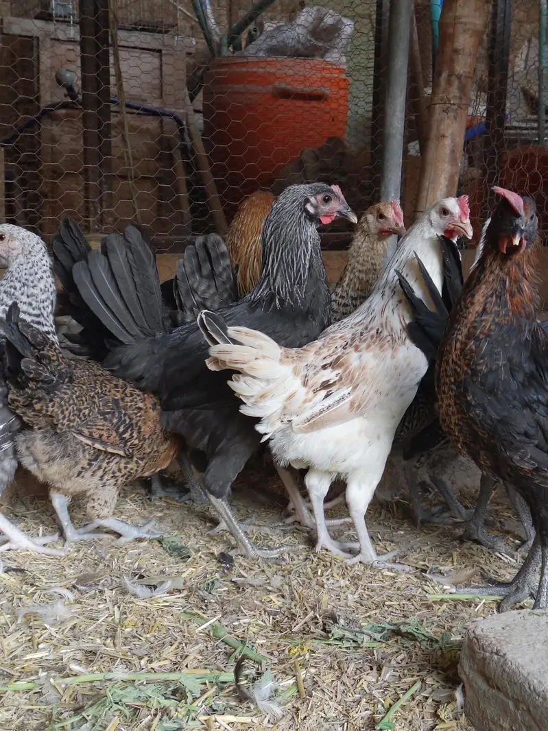 Golden Misri Desi hens | Egyptian fyoumi Hens | pathian murgia — photo 9