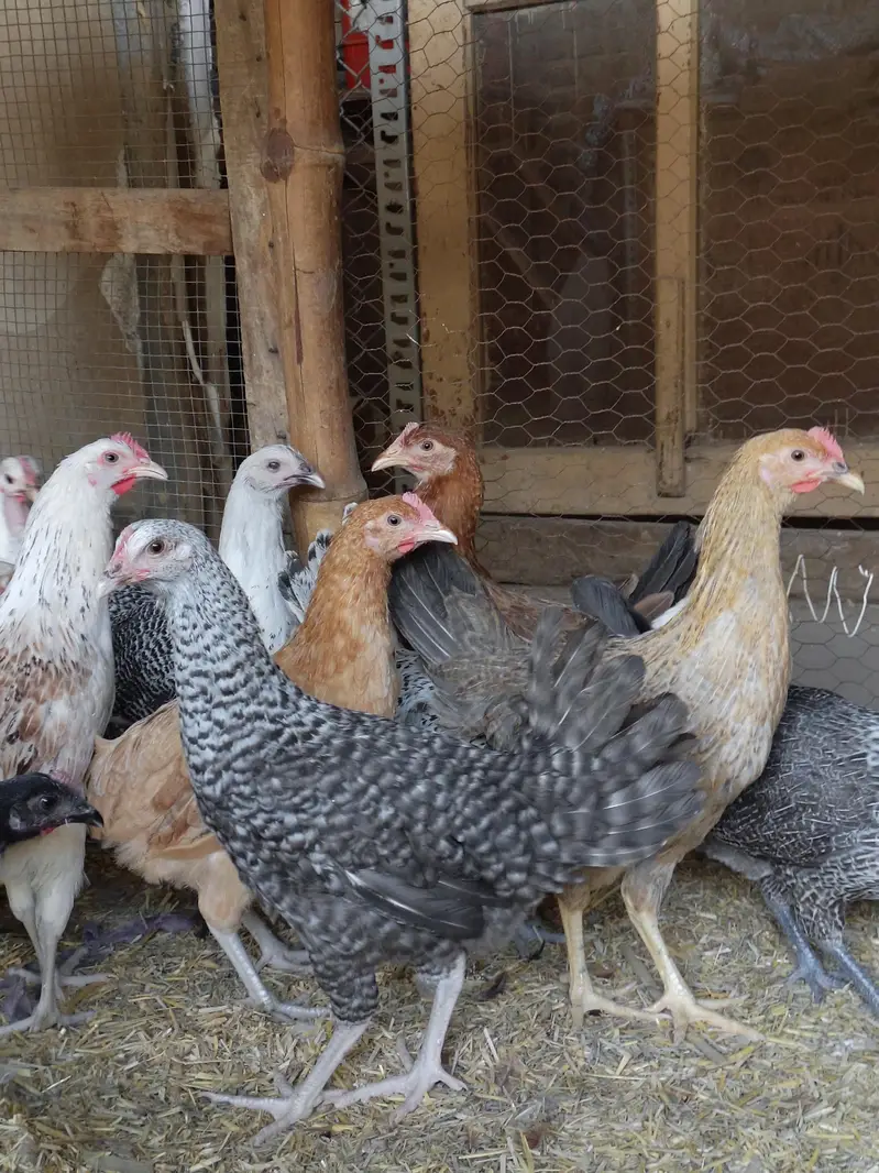 Golden Misri Desi hens | Egyptian fyoumi Hens | pathian murgia — photo 10