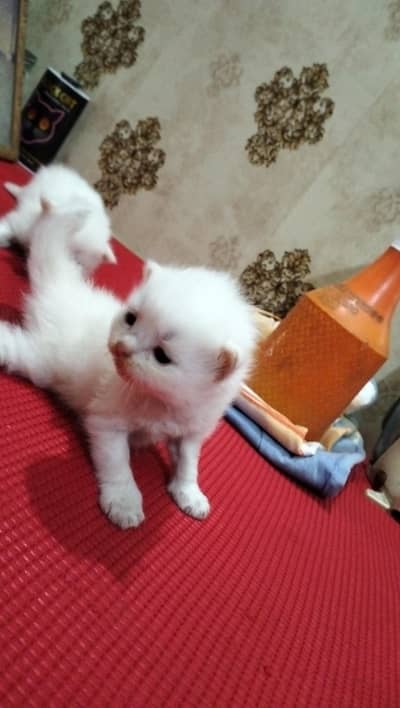 Perisan kitten @ White kitten @ kitten @ cat @ Siamese @ perisan