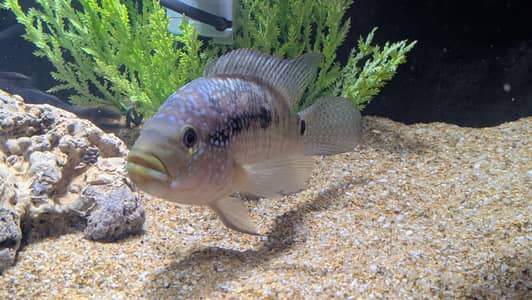 Aquarium Black Jack Dempsey 4 inch