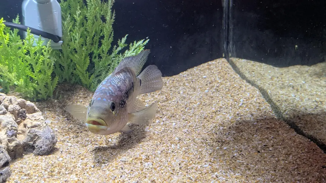Aquarium Black Jack Dempsey 4 inch — photo 2