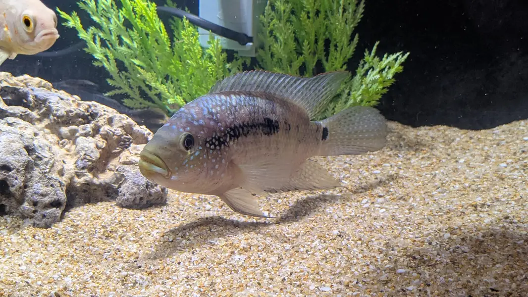 Aquarium Black Jack Dempsey 4 inch — photo 3