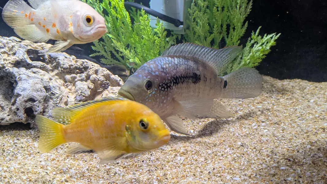Aquarium Black Jack Dempsey 4 inch — photo 4