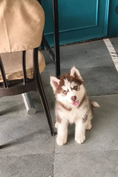 BROWN HUSKY MALE PUPPY