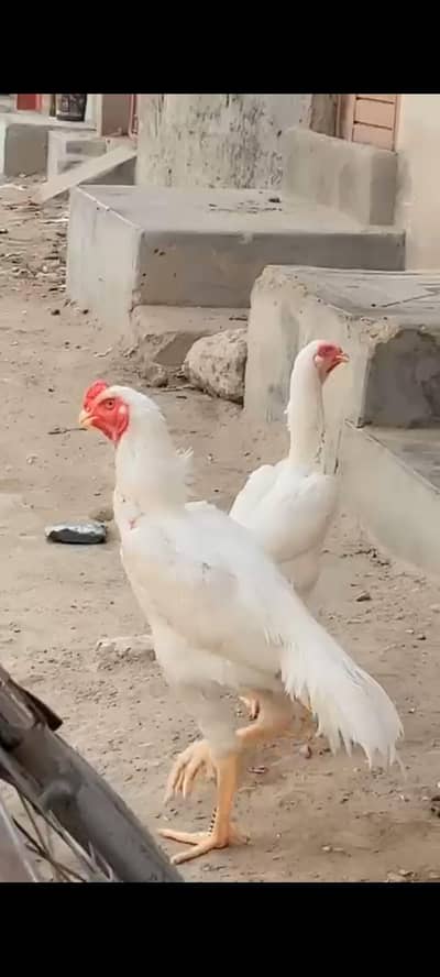 white German shamo 5 month pair ready to breed