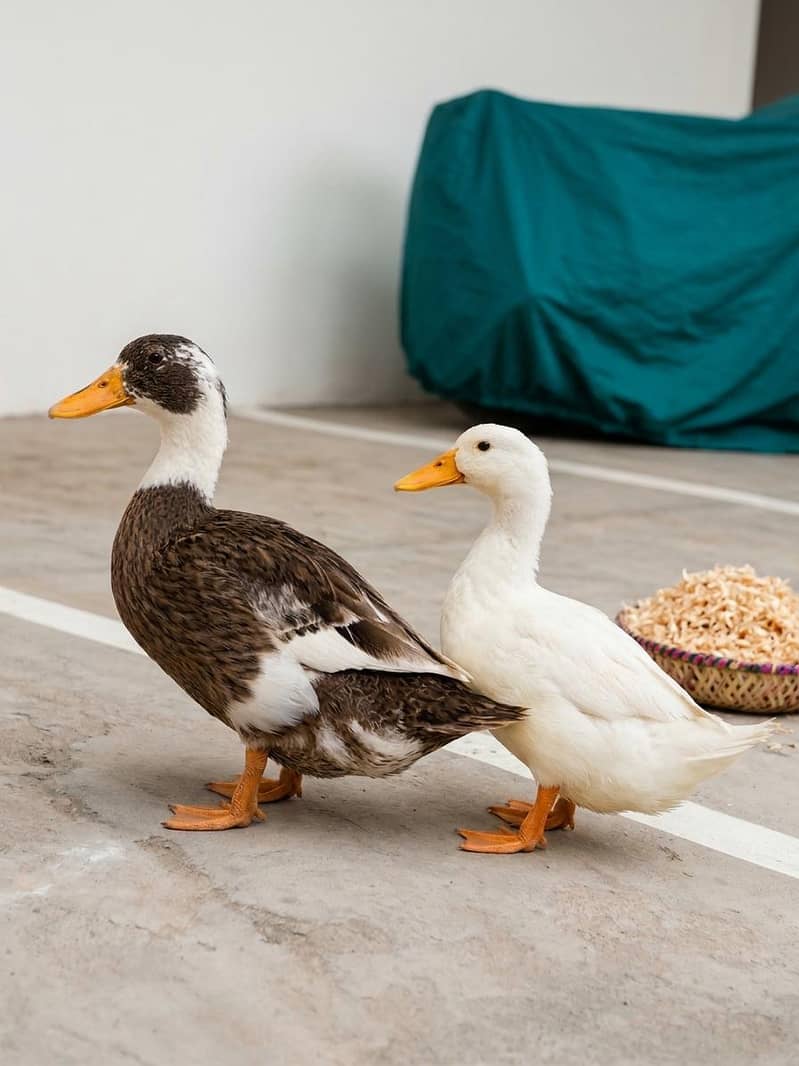 ducks pair for sell 0