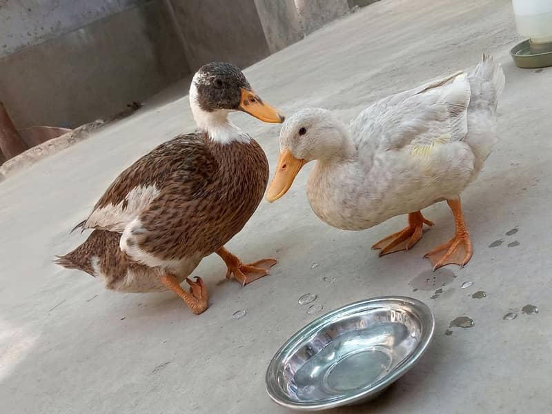 ducks pair for sell 1