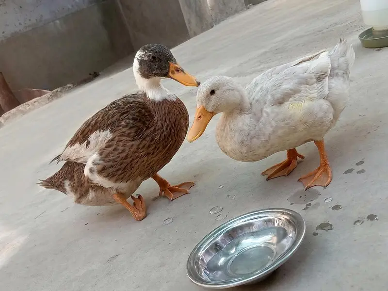 ducks pair for sell — photo 2