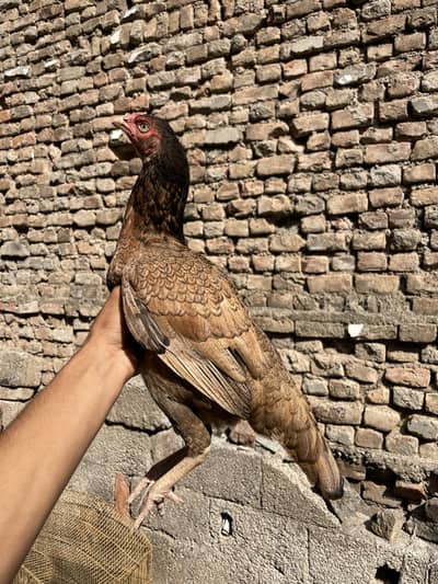 pure aseel home breed young female
