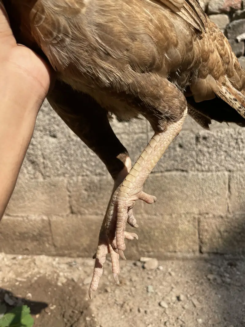pure aseel home breed young female — photo 2