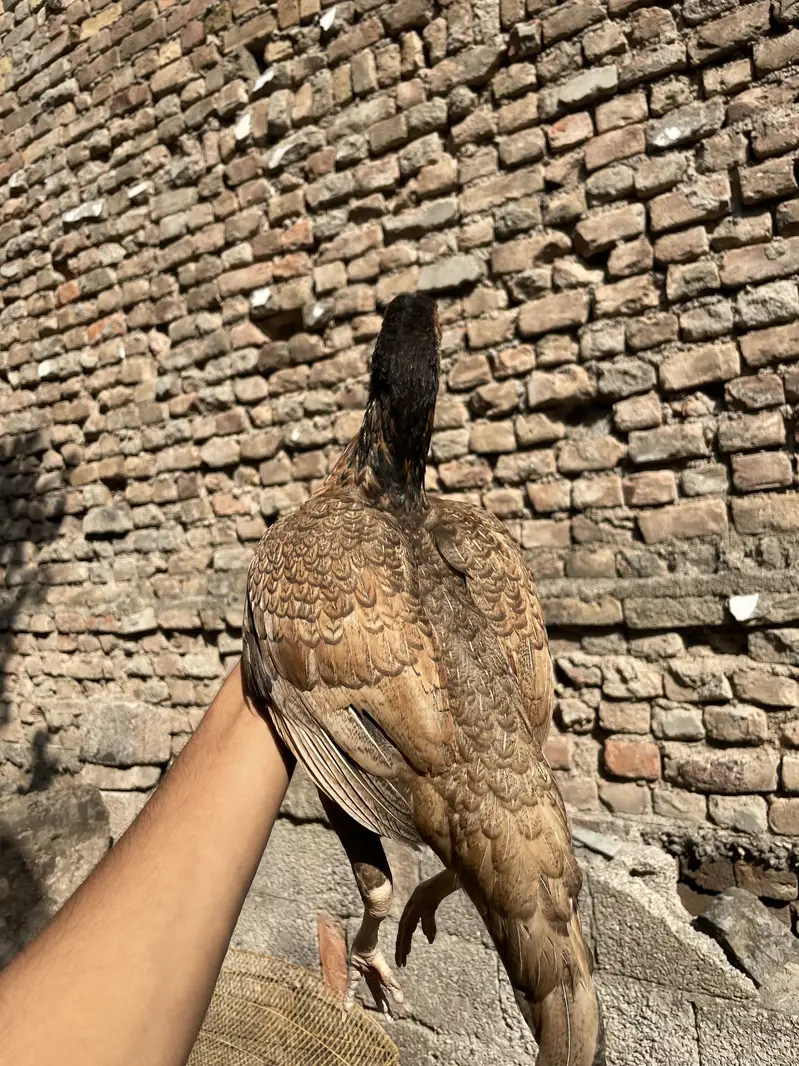 pure aseel home breed young female — photo 3