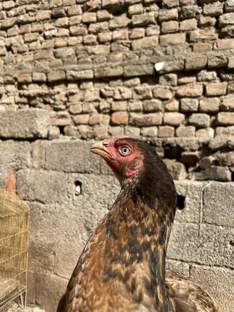 pure aseel home breed young female — photo 4
