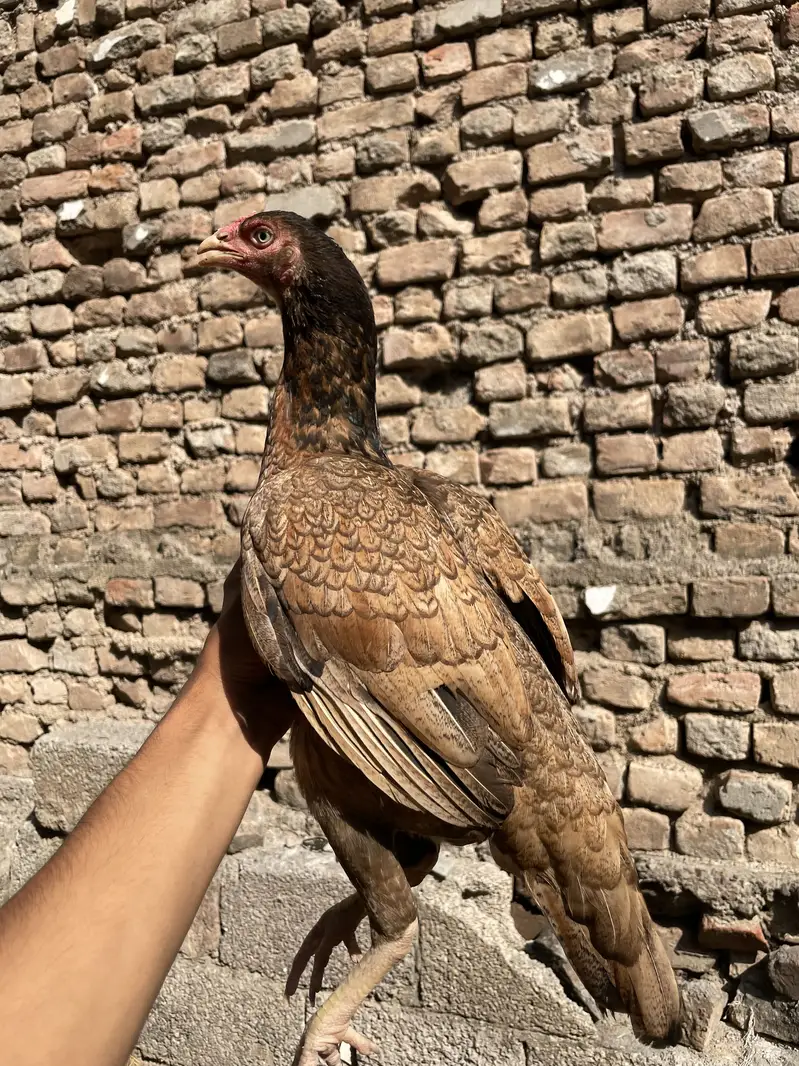 pure aseel home breed young female — photo 5
