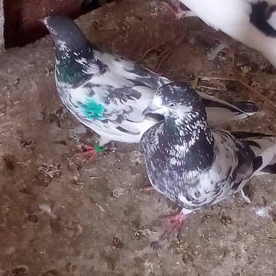 Pigeon