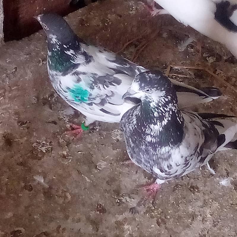 Pigeon 0