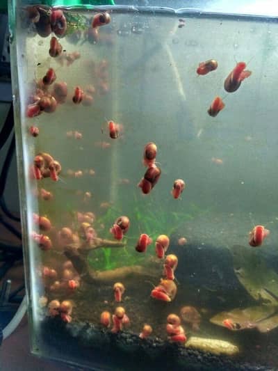 aquarium snails available