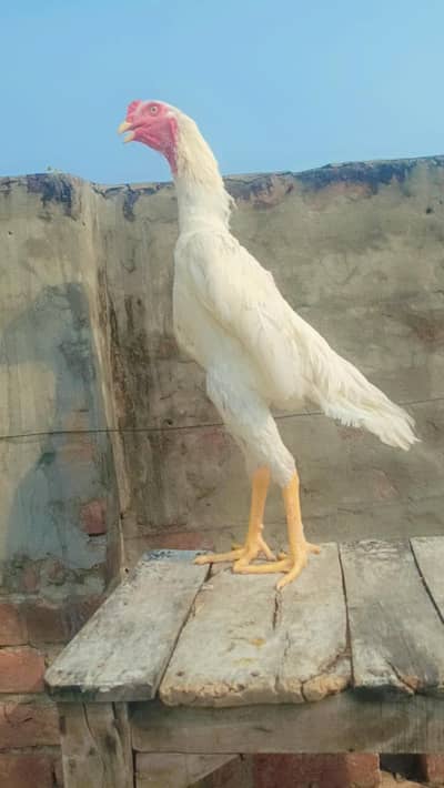 white shamo| king size shamo |german shamo |6 month old shamo