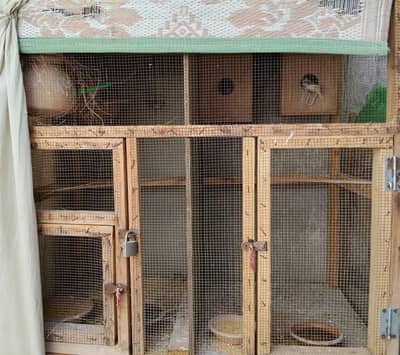 Finches and cage