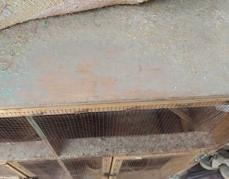 Finches and cage — photo 2