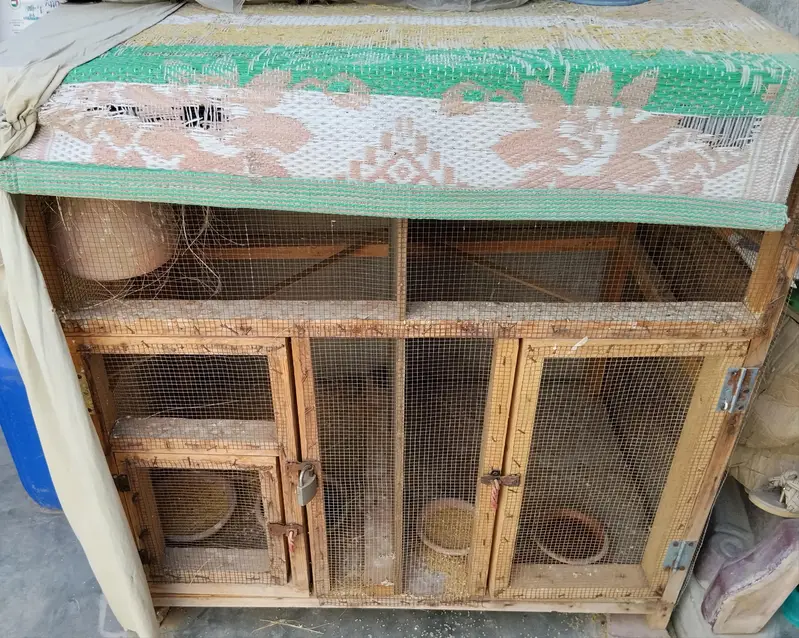 Finches and cage — photo 3