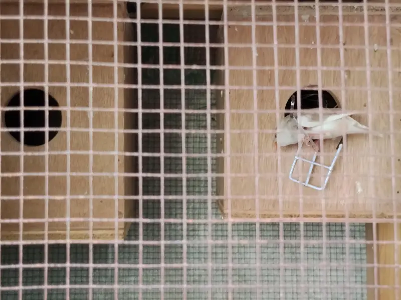 Finches and cage — photo 4